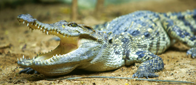 Man does a crap-ton of drugs, tries to have sex with a croc, meets predictable end