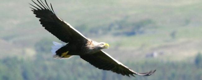 Did a sea eagle really mistake a naked sunbather’s testicles for turtle eggs?