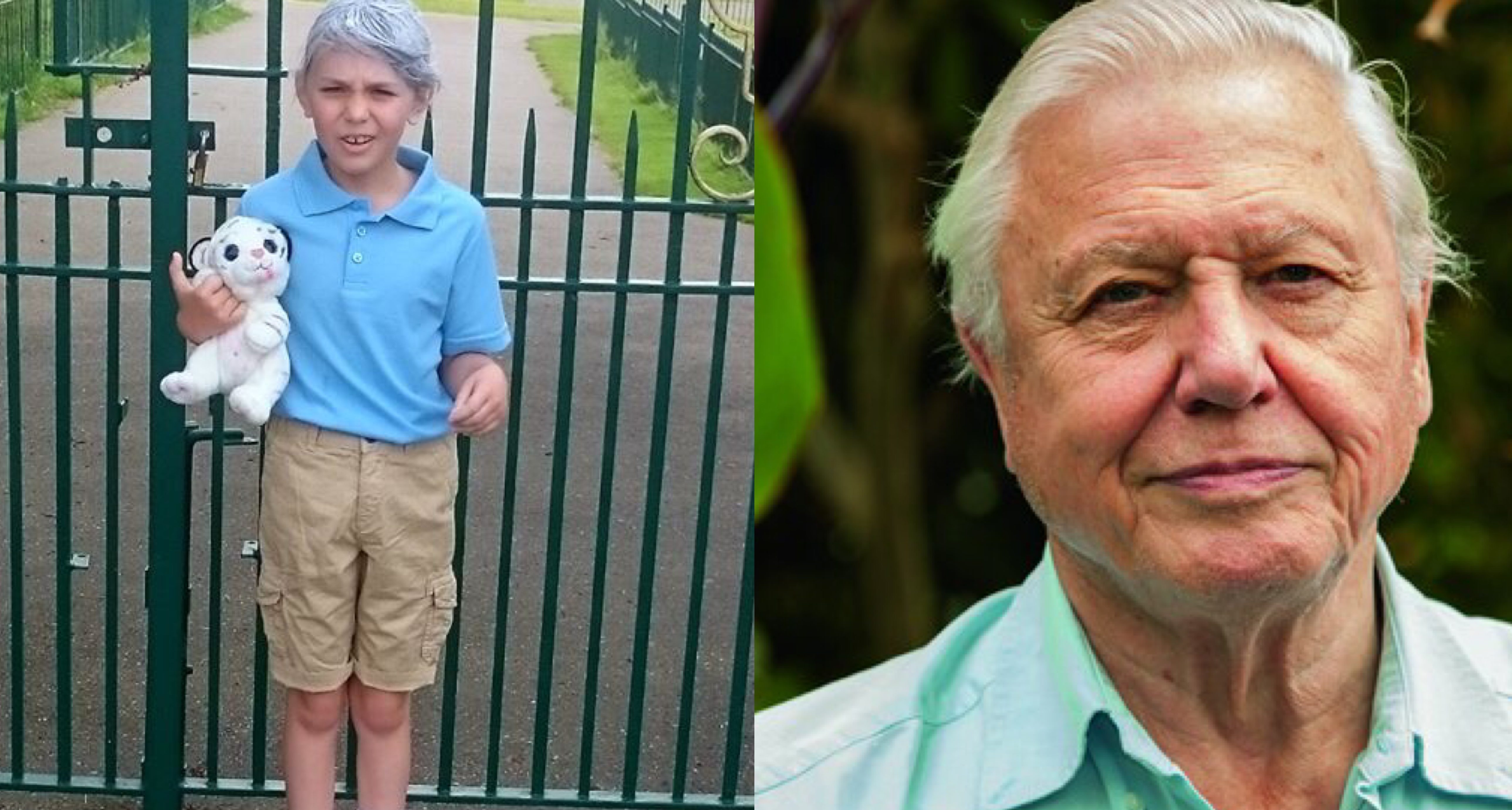 8-year-old girl goes to school dressed as David Attenborough, Sir David loves it