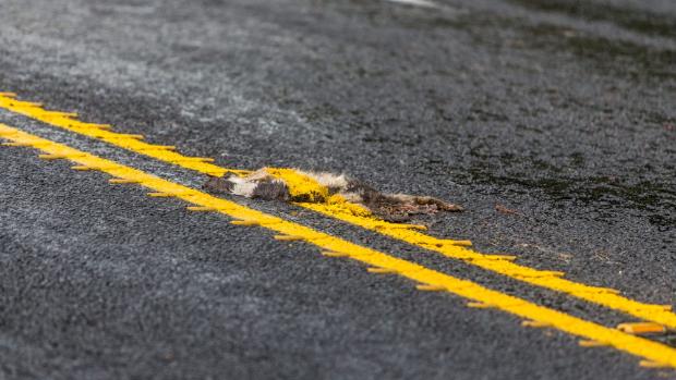 You had one job: Road workers paint dead possum yellow