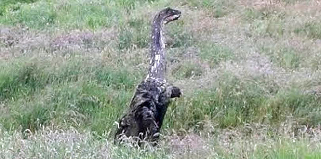 Velociraptor spotted in a field in Scotland, but there’s a twist (IT’S A STICK YOU MORONS)
