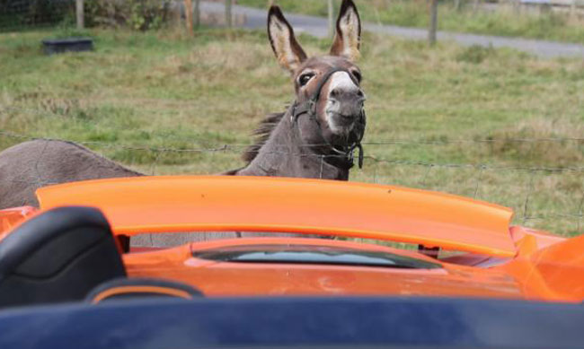 Donkey eats German man’s orange sports car thinking it (yeah, right) a giant carrot