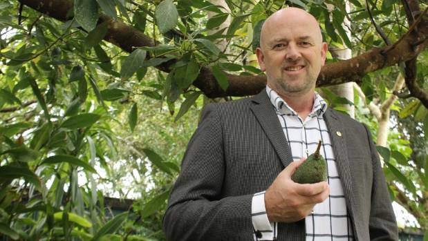 Fear stalks the streets of New Zealand as avocado thieves strike and strike HARD
