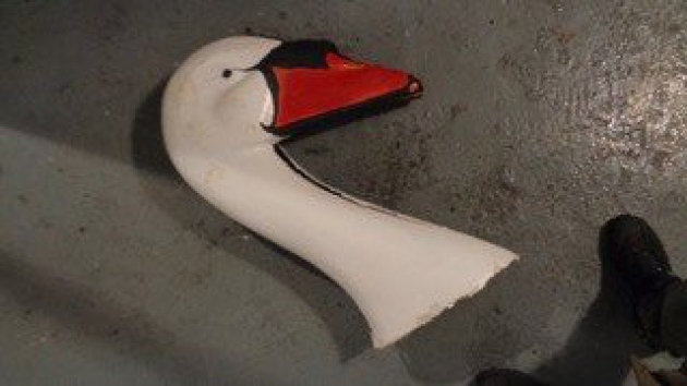 They decapitated our swan. Our swan is gone – APILN 14 November