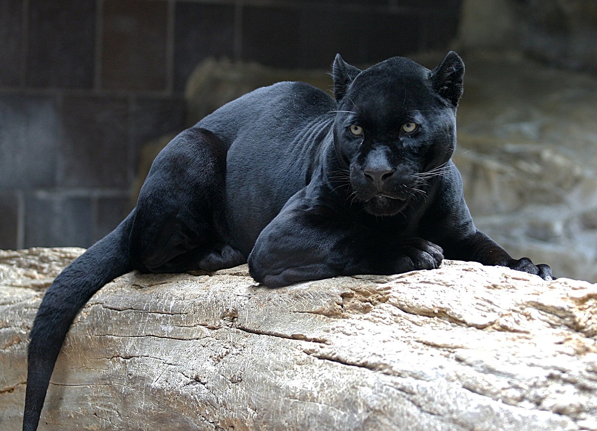 So you think you’ve seen a panther? It’s never a panther